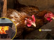 Куры в курятнике