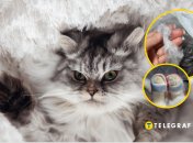 Пушистый котик