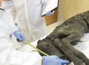 Ученые нашли в Сибири древнее животное 