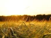 В Минагро рассказали, какой урожай ранних зерновых ожидают в этом году