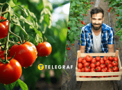 Правила выращивания помидоров