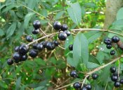 По одной из версий, девочки собирали грибы и могли наесться ядовитых ягод в лесу