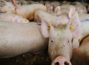 Американский свиной грипп может угрожать России