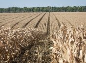 В Украине заявляют о возможности снижения квоты на экспорт кукурузы в ЕС