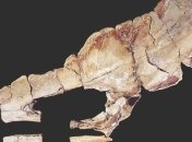 Геологи обнаружили кости летающих ящеров-птерозавров