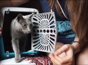 Позаботьтесь об удобной сумке или переноске для вашего хвостика