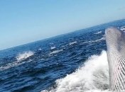 Кит толкнул лодку и едва не съел упавшего за борт мужчину: момент попал на видео