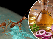 Насекомые могут забыть дорогу к вашему дому