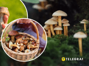 Сбор грибов