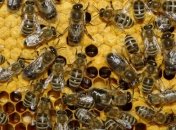 Ученые: социализации плохо сказывается на мозге насекомых