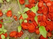 Обнаружен новый сорт грибов