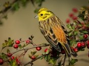 Какой сегодня праздник - Овсянкин день, в четь птички овсянки