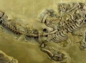 В окаменелых останках древних рептилий нашли кровь и белок  