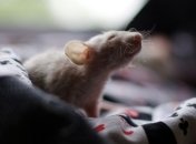 Глаза крыс смотрят в разные стороны