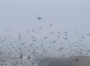 Мурмурация в Краснодарском крае