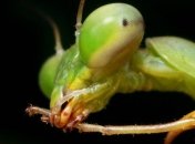 Ученые нашли объяснение привычке самки богомола откусывать голову партнеру