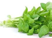 Целебные свойства базилика