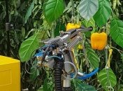 Ученые в Голландии показали машинного помощника, который собирает перец (Видео)