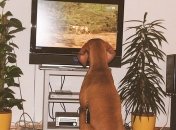 Ученые выяснили почему собаки любят смотреть телевизор 