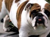 Курносые собаки лучше поддаются дрессировке и более ласковые