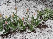 В Киевской области выпал почти майский снег: очевидцы делятся снимками белоснежных пейзажей (фото, видео)