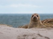 Неизвестный вид тюленей обитал у берегов Австралии около 3 млн. лет назад