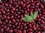 Народные рецепты на основе барбариса от разных заболеваний