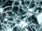 Ученые выявили нейронный механизм, отвечающий за восприятие эмоций