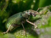 Зачем жукам радужный окрас?