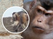 В Індії мавпи масово вбивають собак