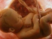 Как развивается плод?