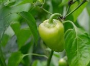 Посадка перца в мае