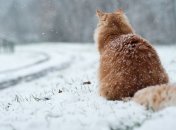 Погода на выходные: синоптики обещают дождливые дни и морозные ночи