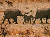 Слоны предпочитают безопасность