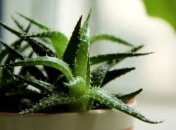 Медики назвали полезные свойства алоэ