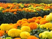 Бархатцы украсят любой цветник