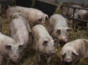 Вспышка Африканской чумы в Одесской области