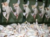 В Украину прибыла миссия ЕС по контролю производства мяса