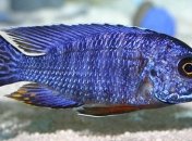 Ученые сделали необычное открытие о рыбах