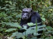 В движениях губ шимпанзе обнаружилась ритмика человеческой речи