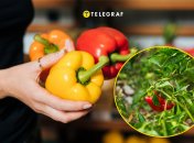 Чим підгодувати перець у липні