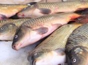 Україна збільшила експорт рибного філе на 35%