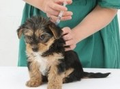 Сегодня День работников ветеринарной медицины