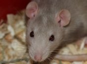 Новое исследование: Животные могут чувствовать эмпатию