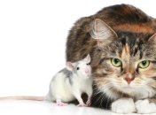 Милые животные вызывают "добрую" агрессию