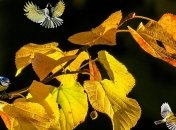 Тепло до +22: синоптическое утешение на выходные