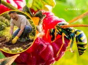 Это насекомое чаще всего можно встретить там, где есть сладкие запахи