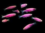 Рыбки данио