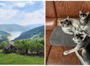 На родине графа Дракулы появилась своя порода котов: чем особенны карпатские пушистики