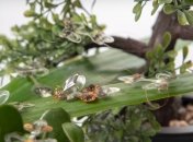 Эпическое поражение: робомуха успешно прошла тест мухобойкой (Видео)